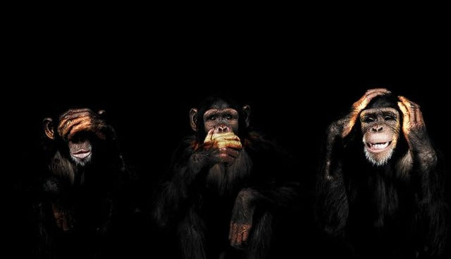 Monkey Wall Art Canvas