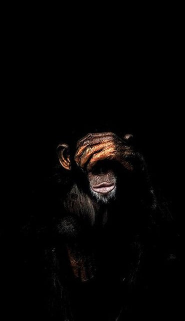 Monkey Wall Art Canvas