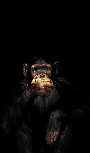 Monkey Wall Art Canvas