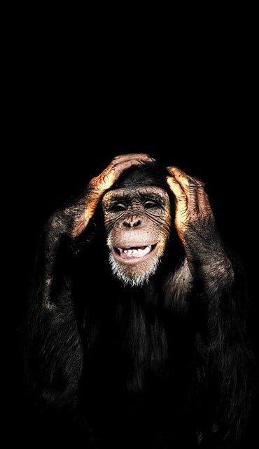 Monkey Wall Art Canvas 